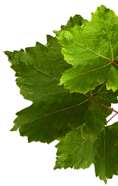 Feuille Vigne D