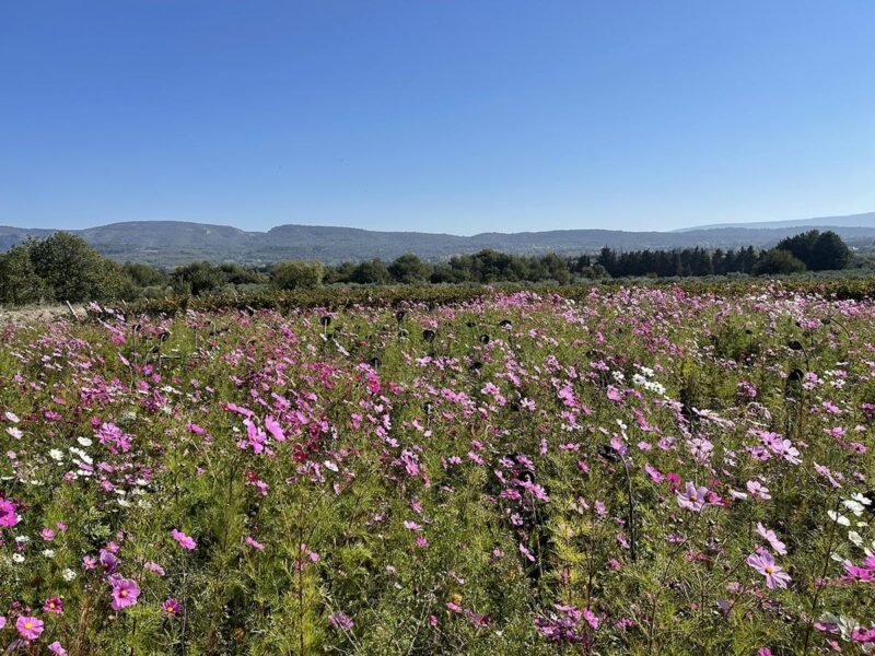 Miel de fleurs M de Leos sans étui – Image 4